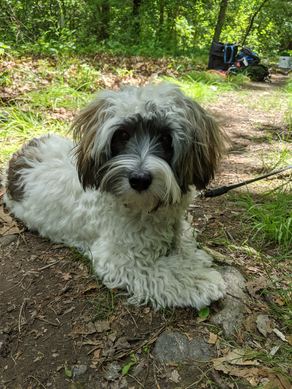 Floofy white puppy
Laying on a wooded path
Eyes on the camera