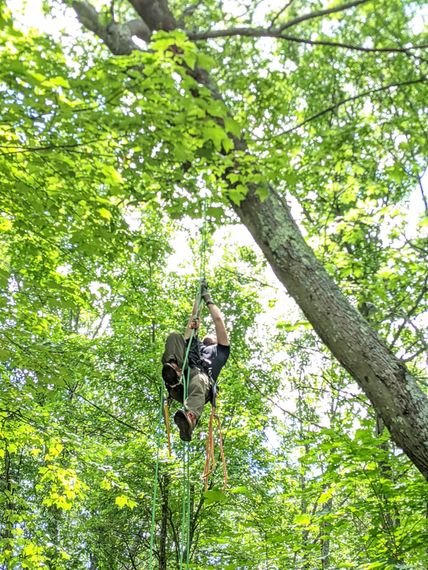 Man climbing up ropes
Up into a giant tree 
Surrounded by green